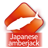 Japanese amberjack