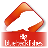 Big blue back fishes