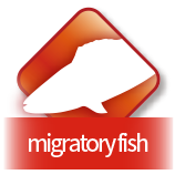 migratory fish