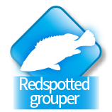 Redspotted grouper