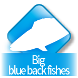 Big blue back fishes
