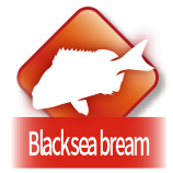 Black sea bream