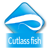 Cutlass fish