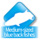 Medium-sized blue back fishes