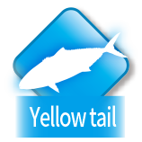 Yellow tail