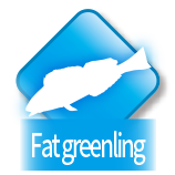 Fat greenling