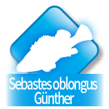 Sebastes oblongus Günther
