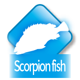 Scorpion fish