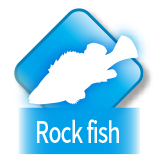 Rockfish