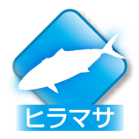 ヒラマサ